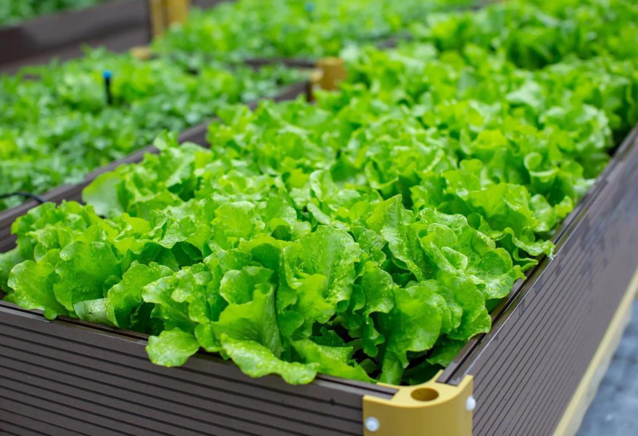 The Fullerton Ocean Park Hotel Hong Kong Dış mekan fotoğraf Lettuce grown in a greenhouse